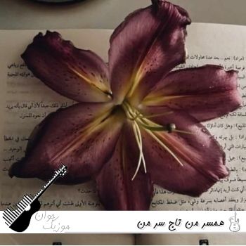 دانلود آهنگ همسر من تاج سر من ریمیکس اینستا - ورژن جدید دانلود آهنگ همسر من تاج سر من ریمیکس اینستا - ورژن جدید
