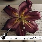 دانلود آهنگ محرم رازت منم هم پایه پروازت منم صدای زن هوش مصنوعی ریمیکس